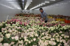 鮮花冷庫建設與運營標準規范：保障鮮花品質的